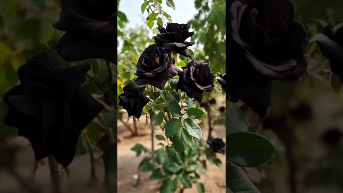 We Propagates a very unique black rose at Home simply #rose #gardening #garden