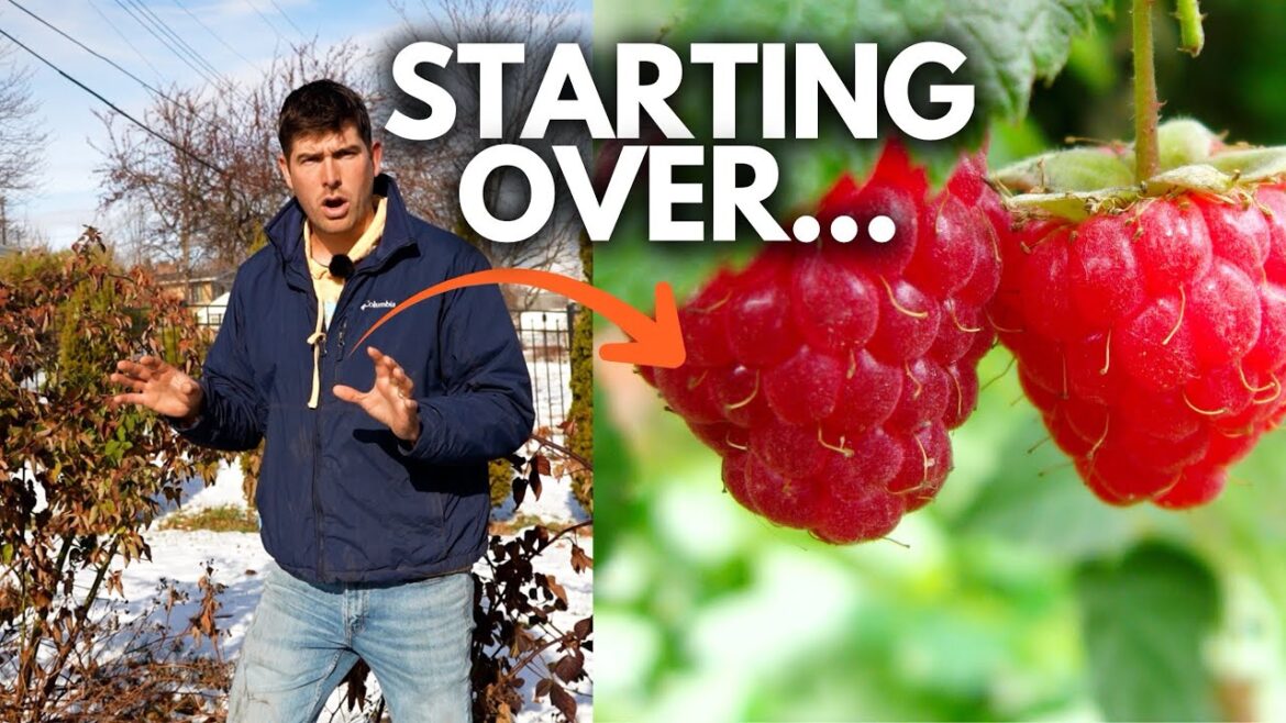 MIgardener: Don’t Plant a Blackberry or Raspberry Plant Without This Pruning Guide Don’t Plant a Blackberry or Raspberry Plant Without This Pruning Guide