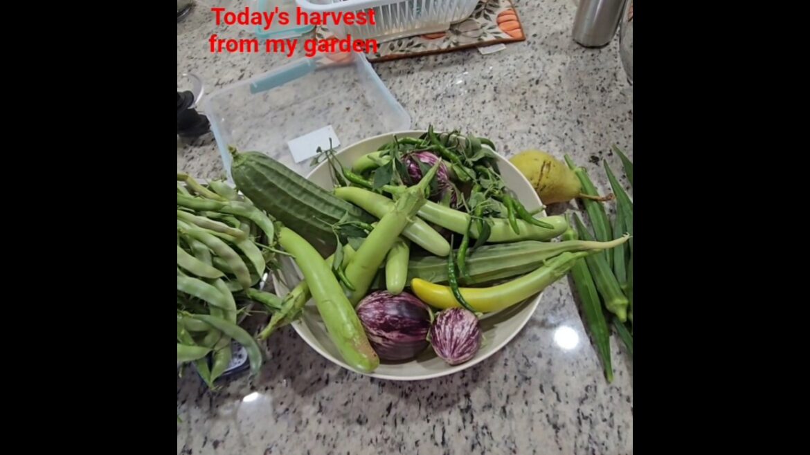 Today’s harvest from my garden/ vegetables grown at my home Today's harvest from my garden/ vegetables grown at my home