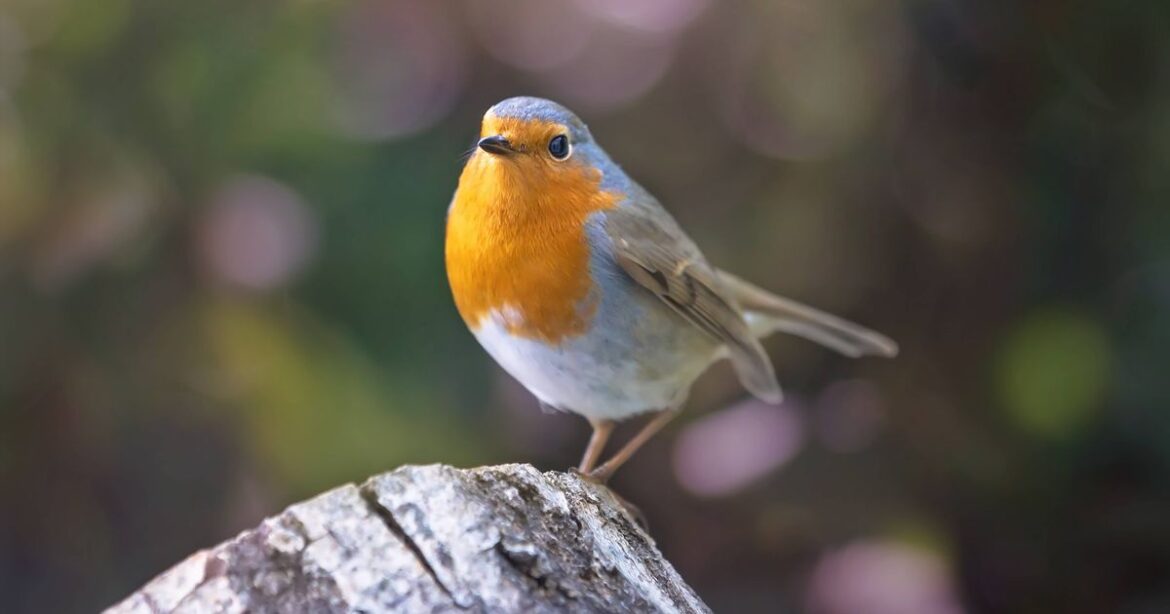 Put two foods in your garden in winter and robins will ‘keep coming back’ Devon Live