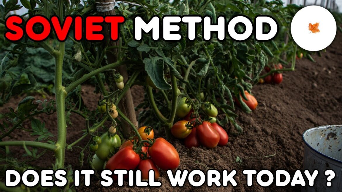 A Soviet tomato method that modern gardeners have forgotten. A Soviet tomato method that modern gardeners have forgotten.