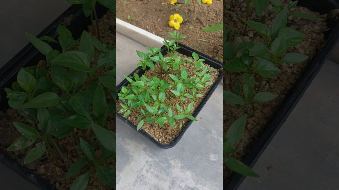 Grow Chili Plants at Home from Kitchen Seeds