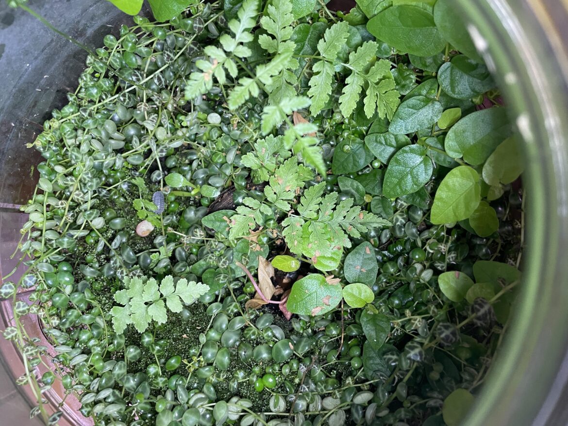 3 gallon vintage jar build