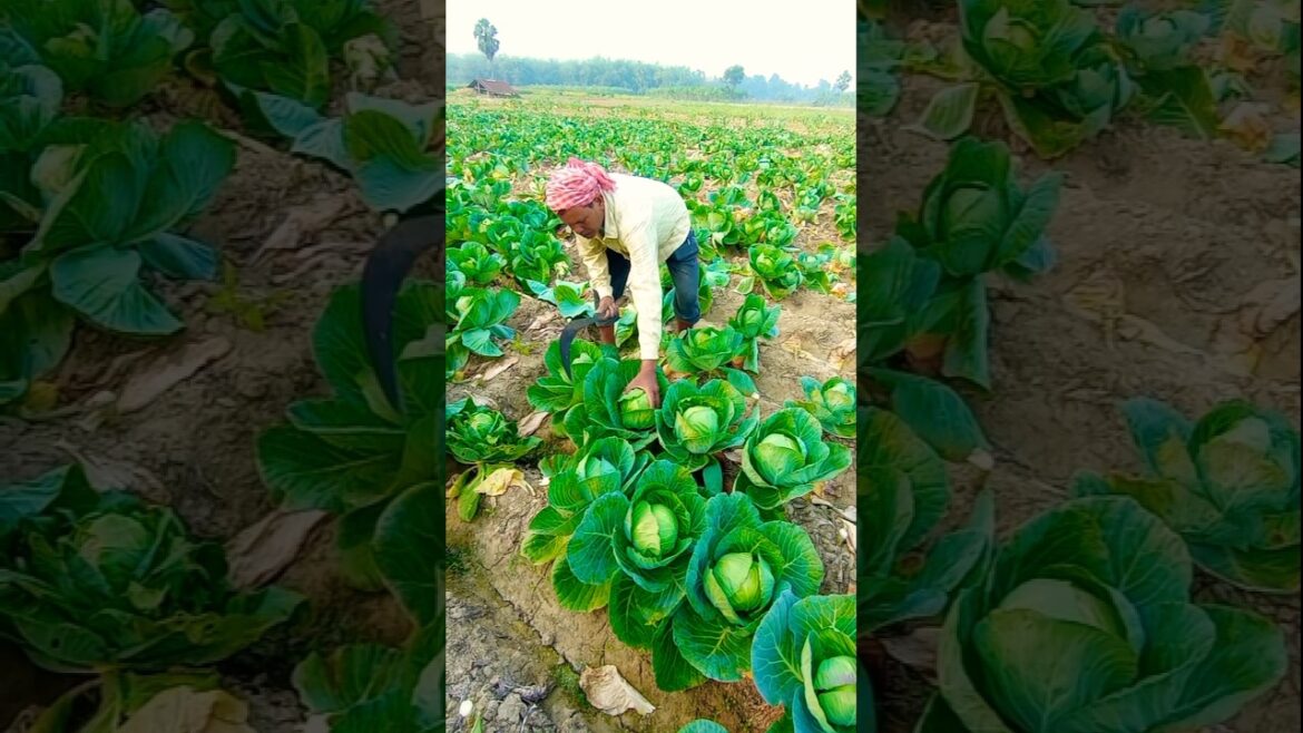 So Fresh! Farmer’s Amazing Cabbage Harvest #shorts So Fresh! Farmer’s Amazing Cabbage Harvest #shorts