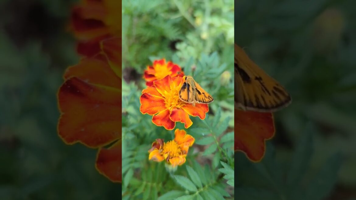 🏵️Marigold Wins & Fails in My NC Garden (Marigolds for Southern Growers)