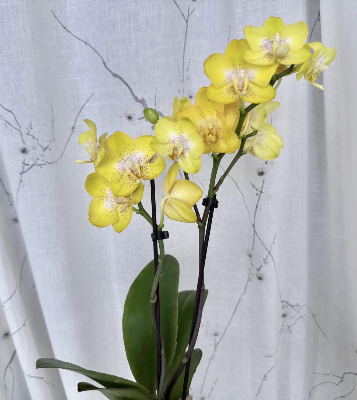 Canadian grocer orchid Canadian grocer orchid