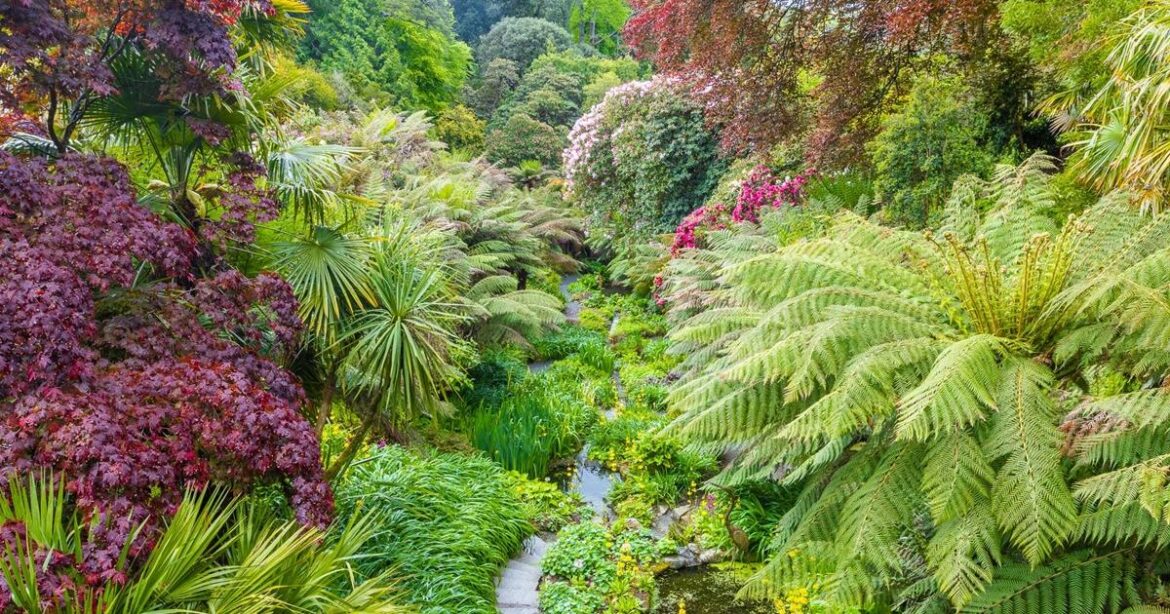 Trebah Garden named as UK’s best places for winter day out Trebah Garden named as UK's best places for winter day out