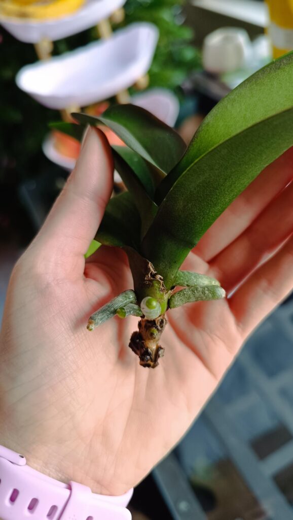 I don't want to give up my orchid