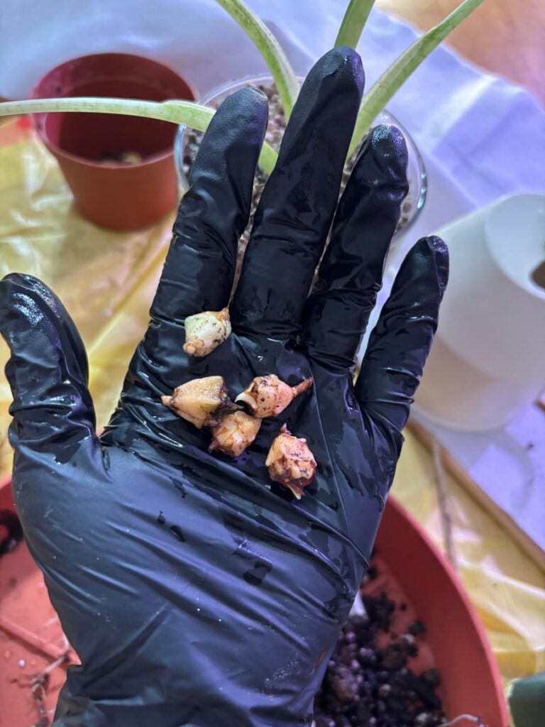 First time planting corms!