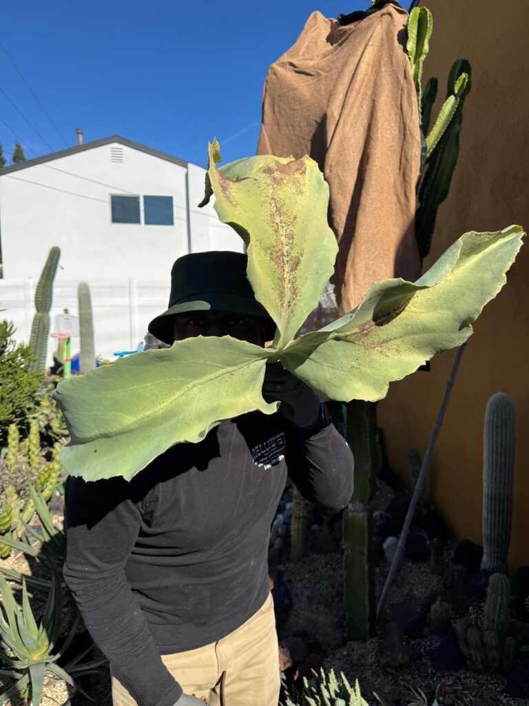 Monster Cyphostemma leaf