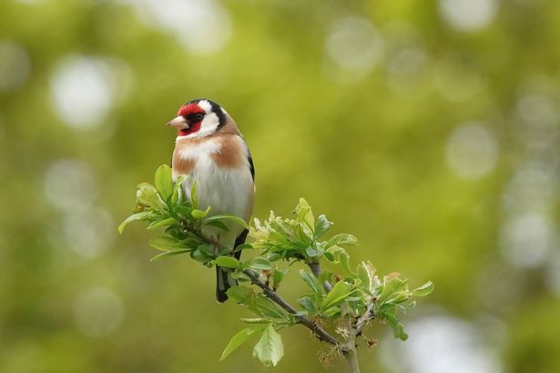 A goldfinch perching in a tree in the wild.