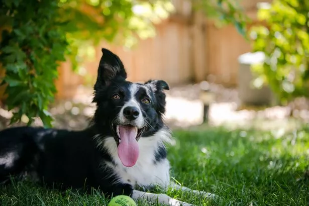 Border Collie Dog Panting & Relaxing in Grass with Tennis ball