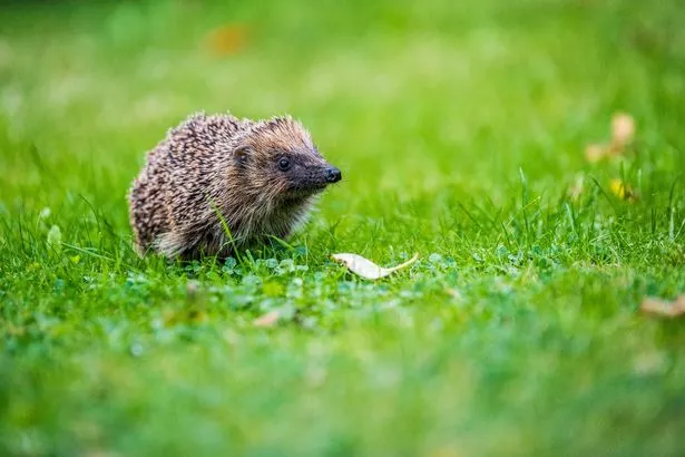 Hedgehog in garden