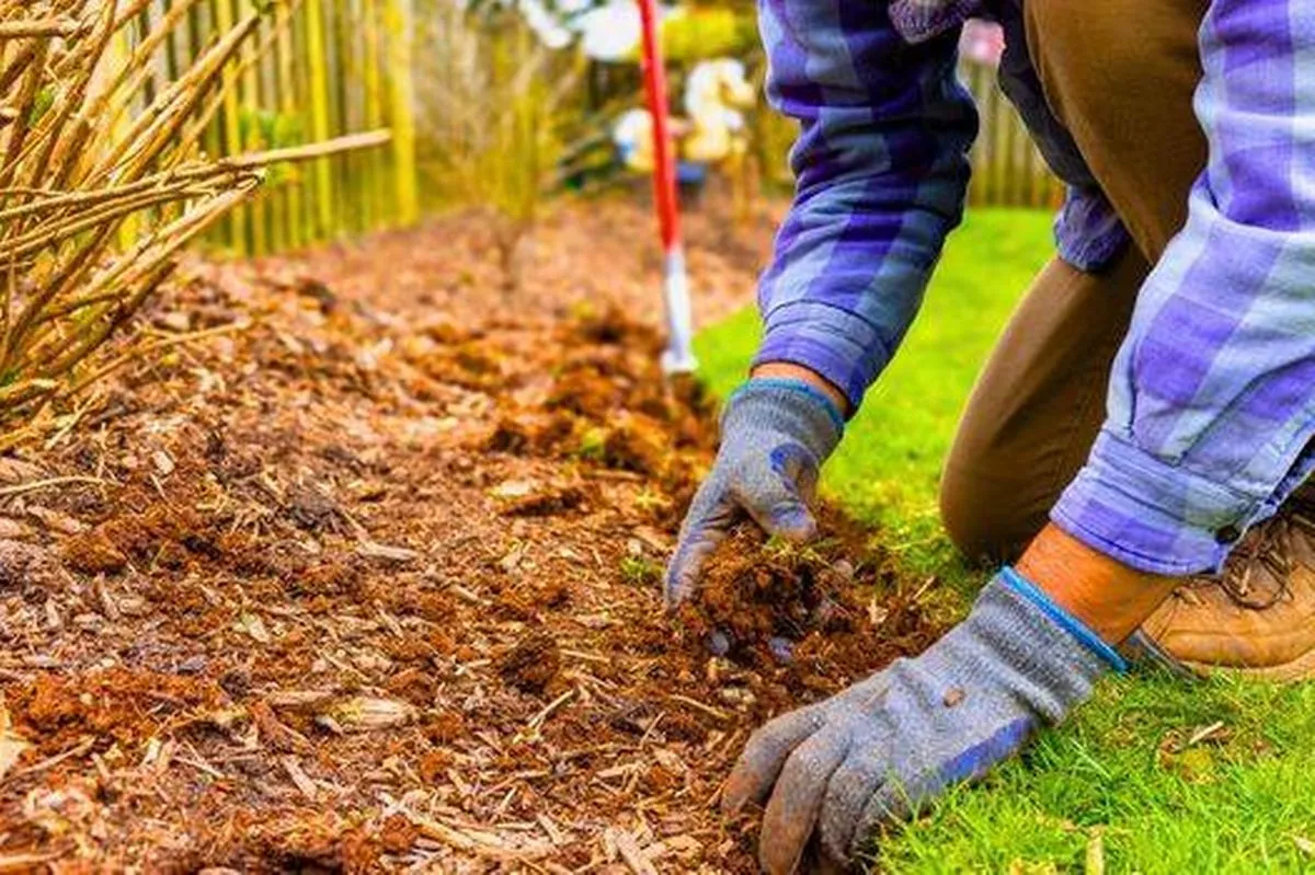 Mulching is simply covering the soil around the plant in organic material 