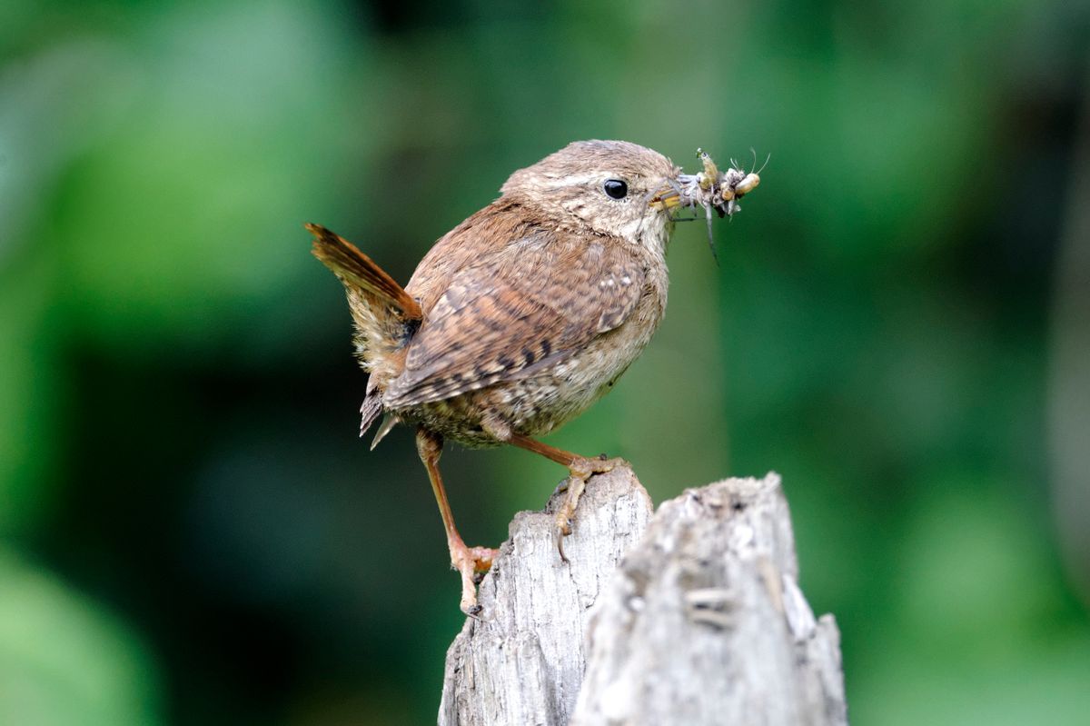 Wren, Troglodytes troglodytes, single bird on post carrying food, Warwickshire, May 2012