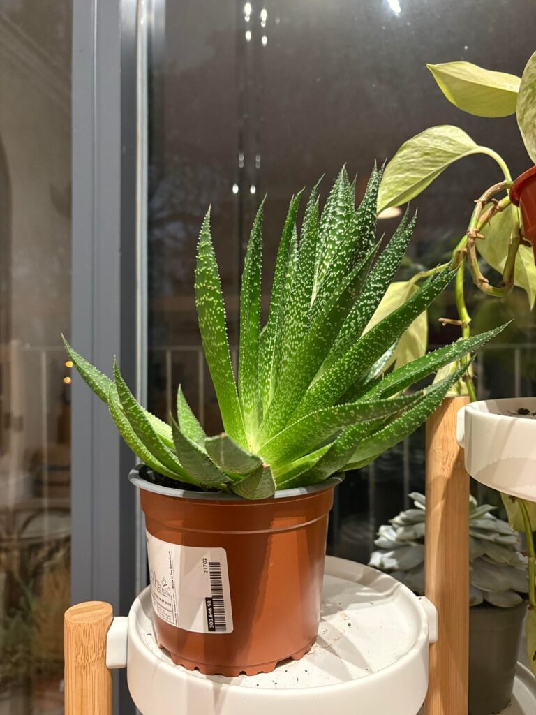 Hubby dropped my gasteria and it has been weird since Hubby dropped my gasteria and it has been weird since