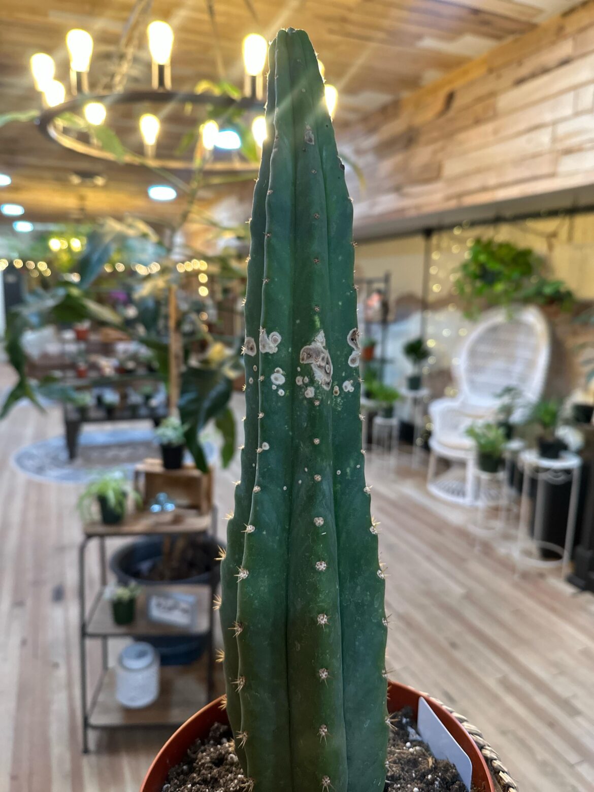 What are these spots?