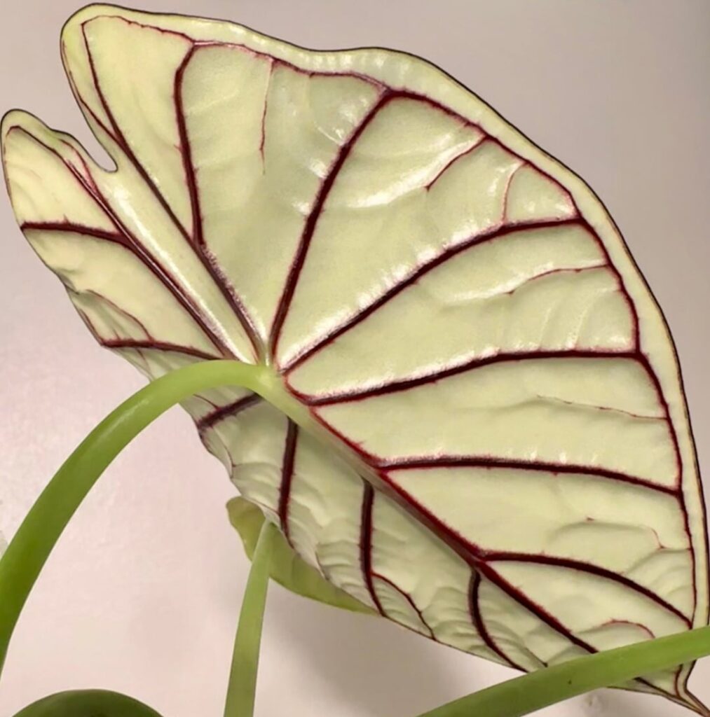 The underside veining 🤩