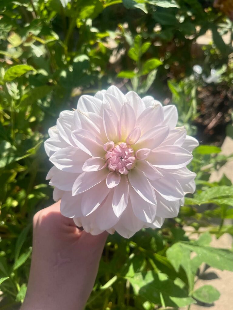 Possibly mislabeled tubers?