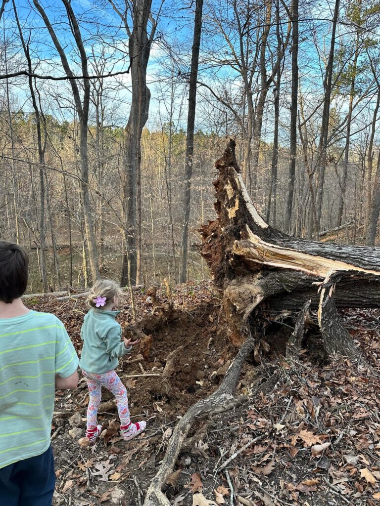 This tree looked healthy to me. Was I wrong?