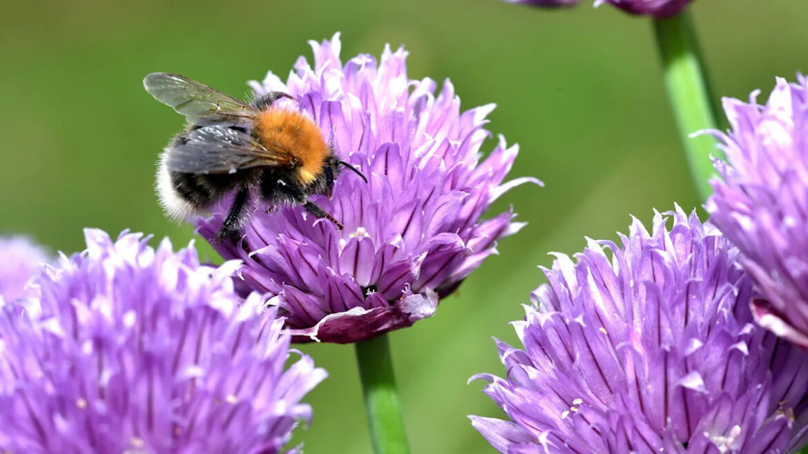 Make your gardening New Year’s resolution a sustainable one