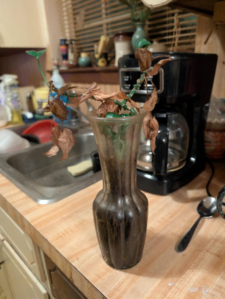 Which plant is this?