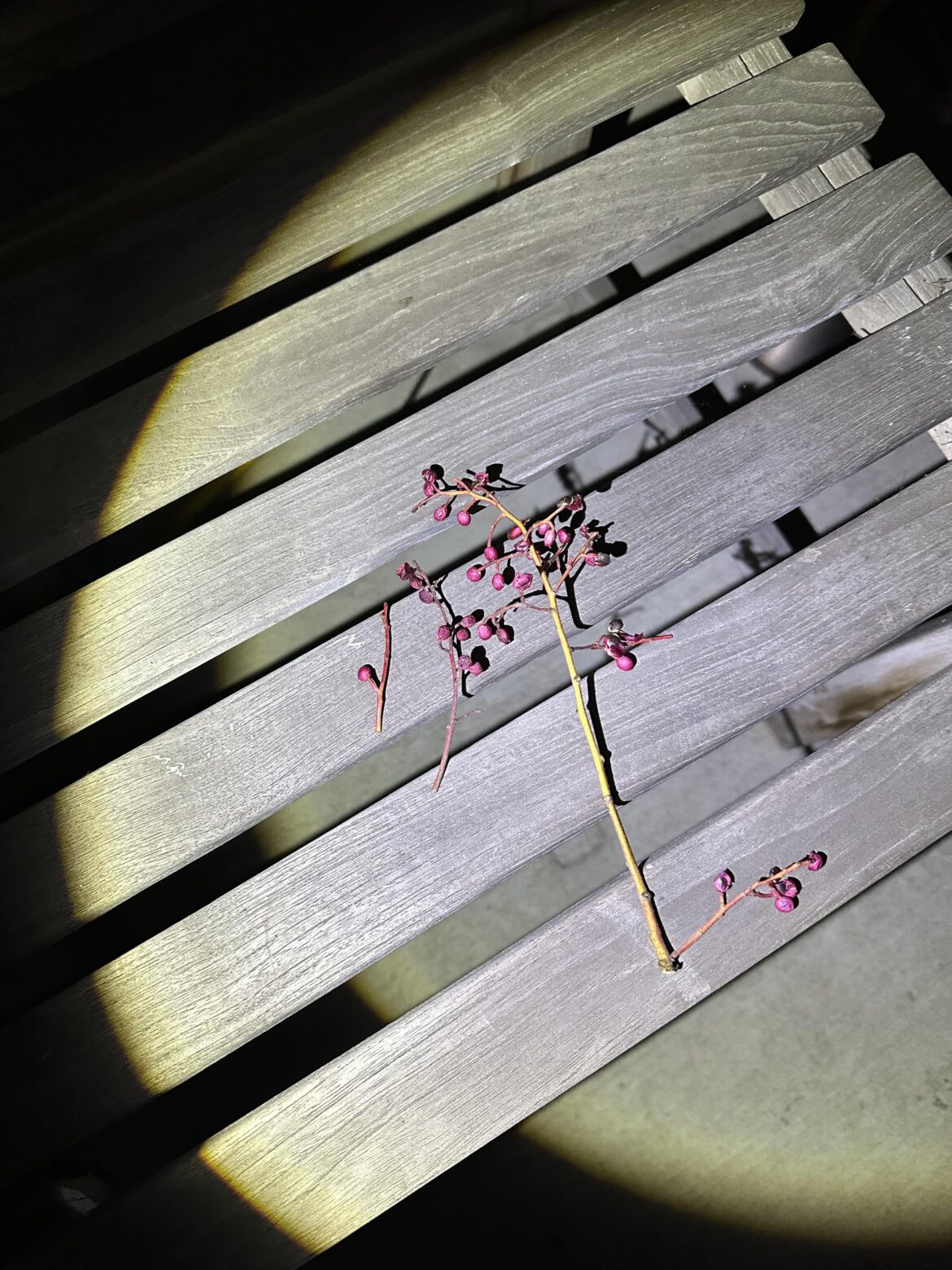 What are these berry/flower bud things that fall from a tree?  Worried about my dog ingesting them..