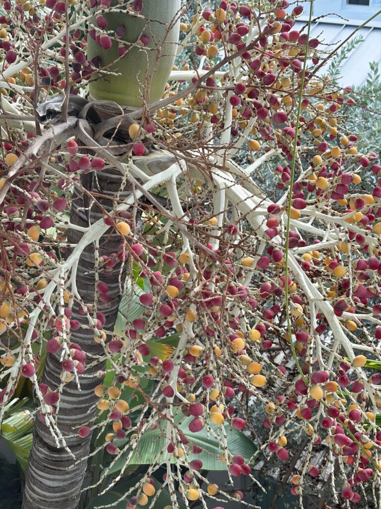 What are these berries on a palm tree?