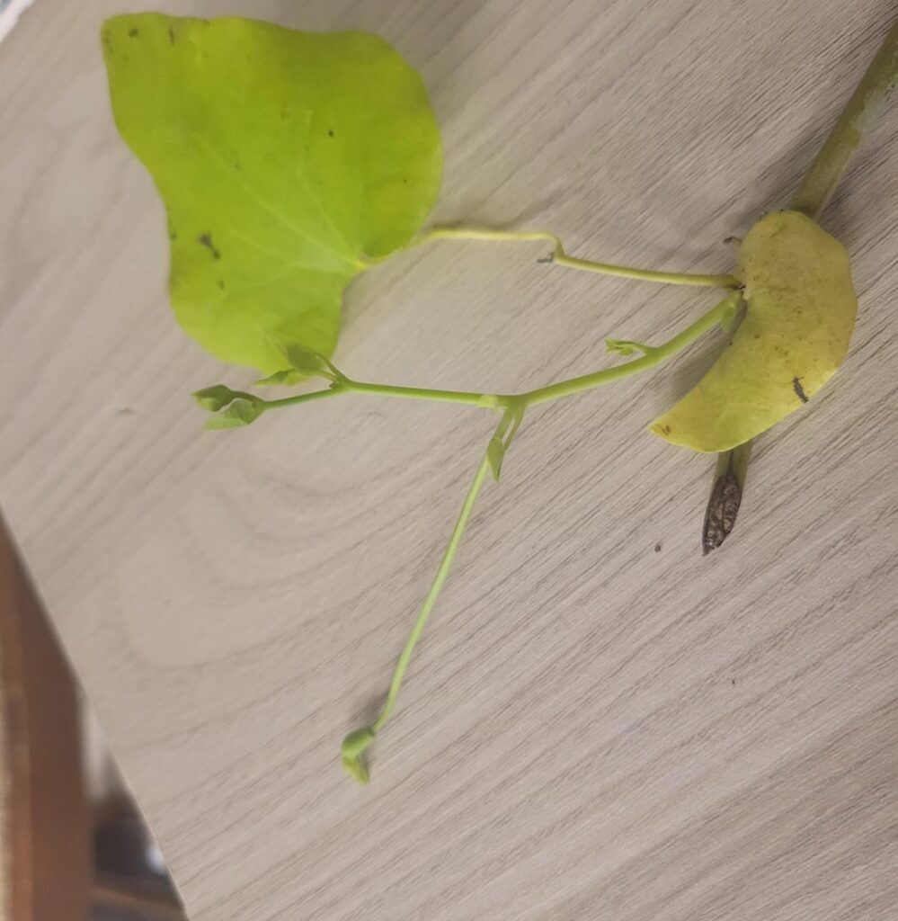 Are my cuttings stupid? (Budding with no roots) Are my cuttings stupid? (Budding with no roots)
