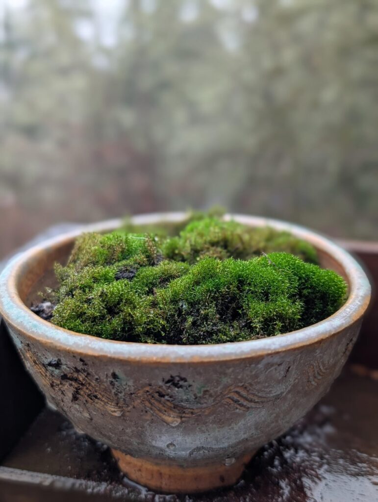 Sometimes, I grow circles of moss