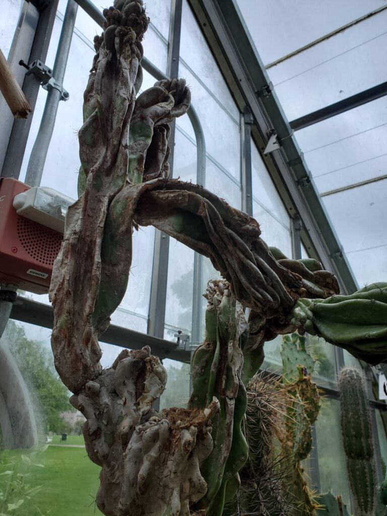 Cereus peruvianus monstrosus university specimen