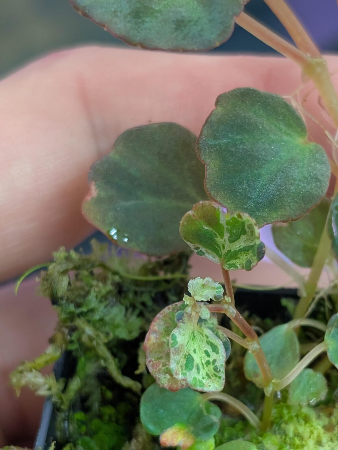 Fortune smiles upon me (Begonia sp. sarawak)