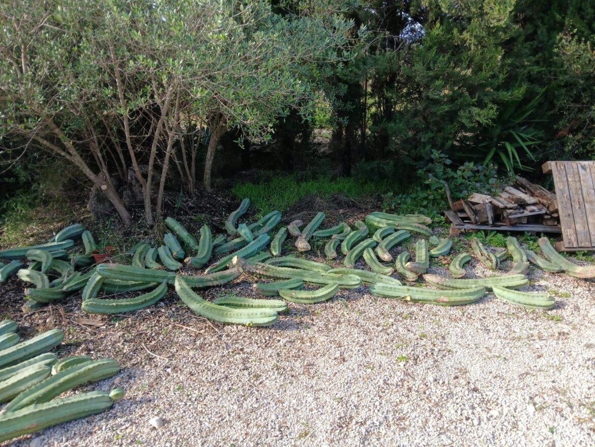 When your friend sends you this picture and says "got some cacti for you"