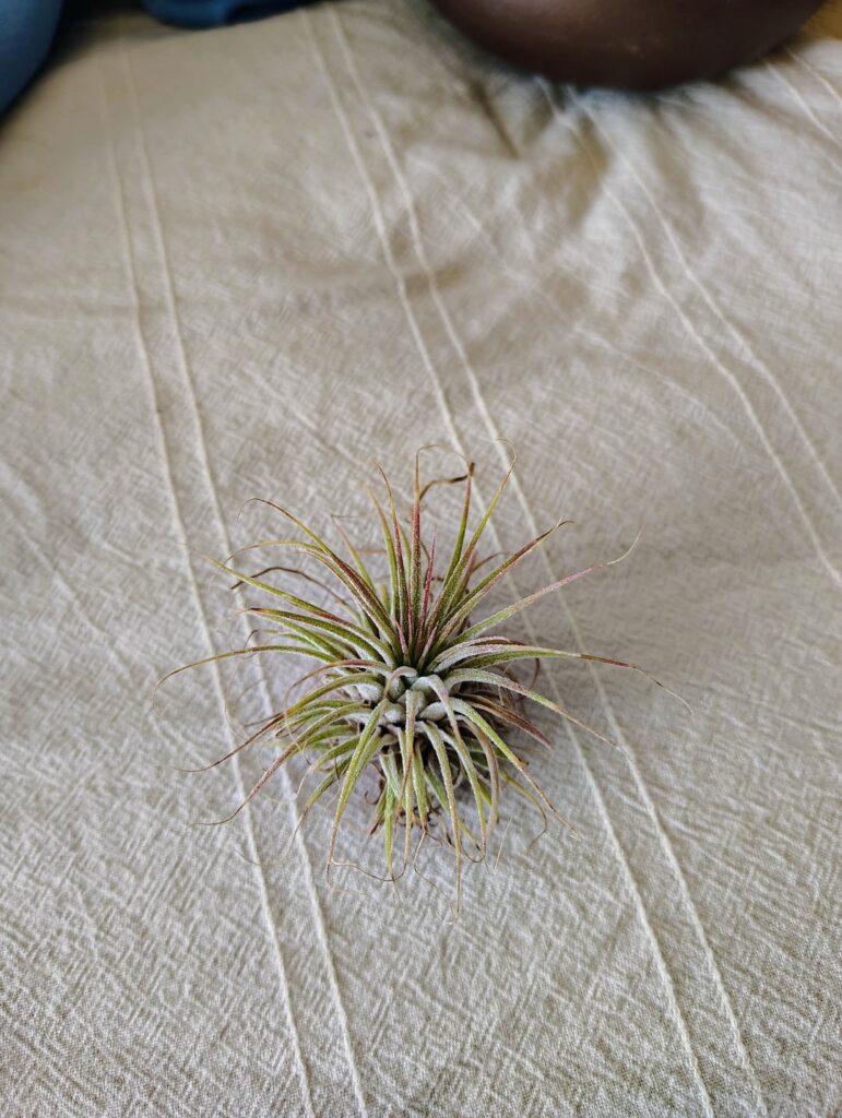 New to airplants
