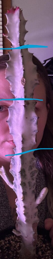 Can I try to take multiple cuttings of this