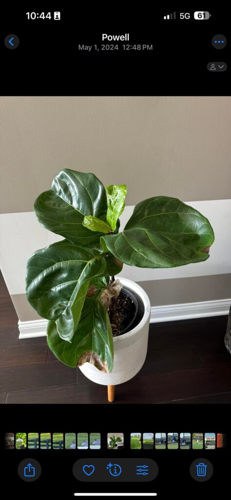 Should I cut the top?