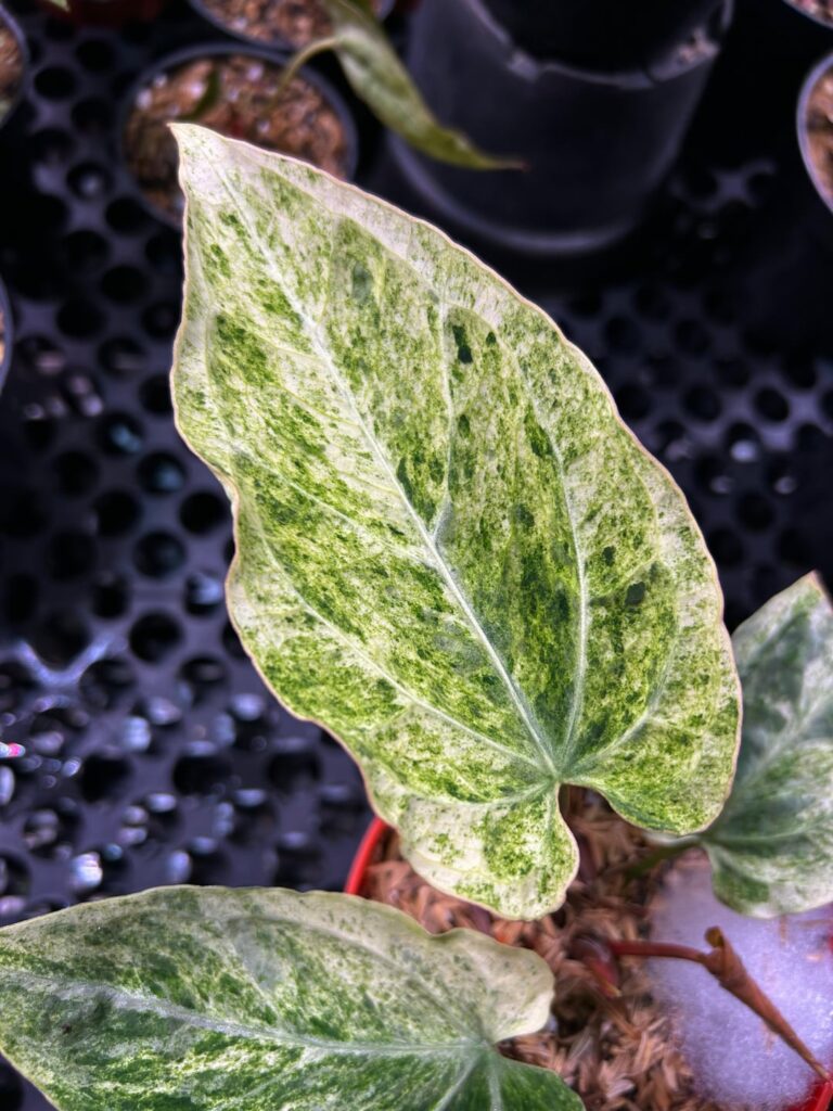 Anthurium Magnificum variegata
