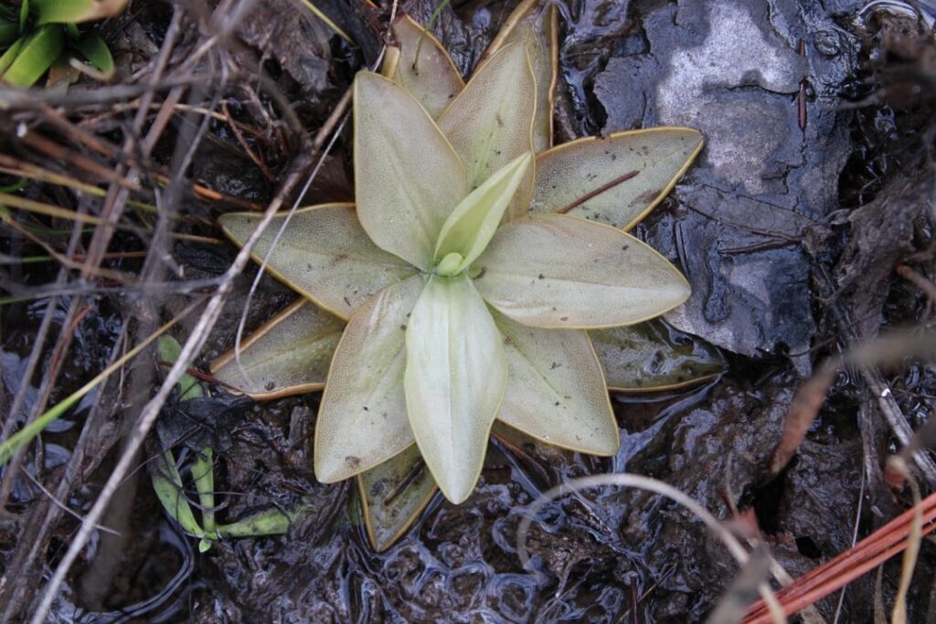 Pinguicula planifolia - anthocyanin free and typical forms