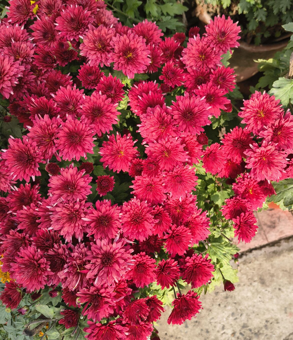 Chandra mallika (Chrysanthemum morifolium) [OC]