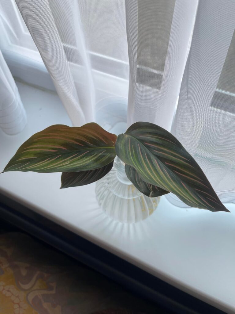 Help with identifying