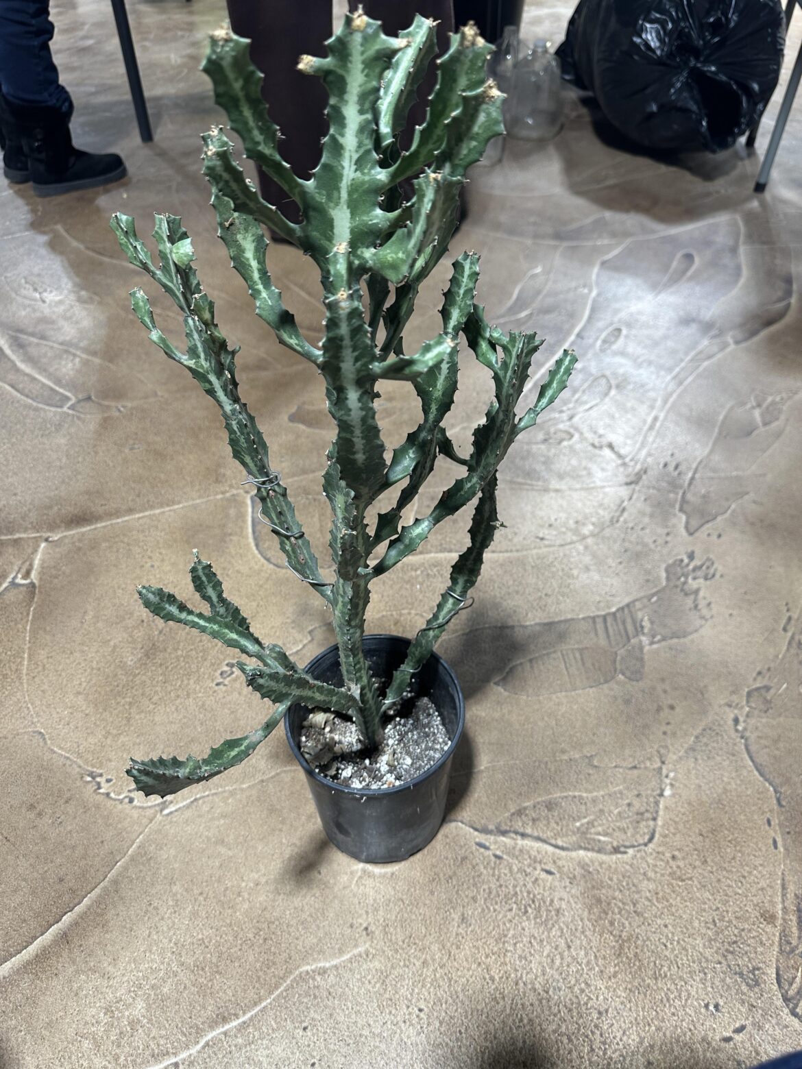 This is a euphorbia, right?