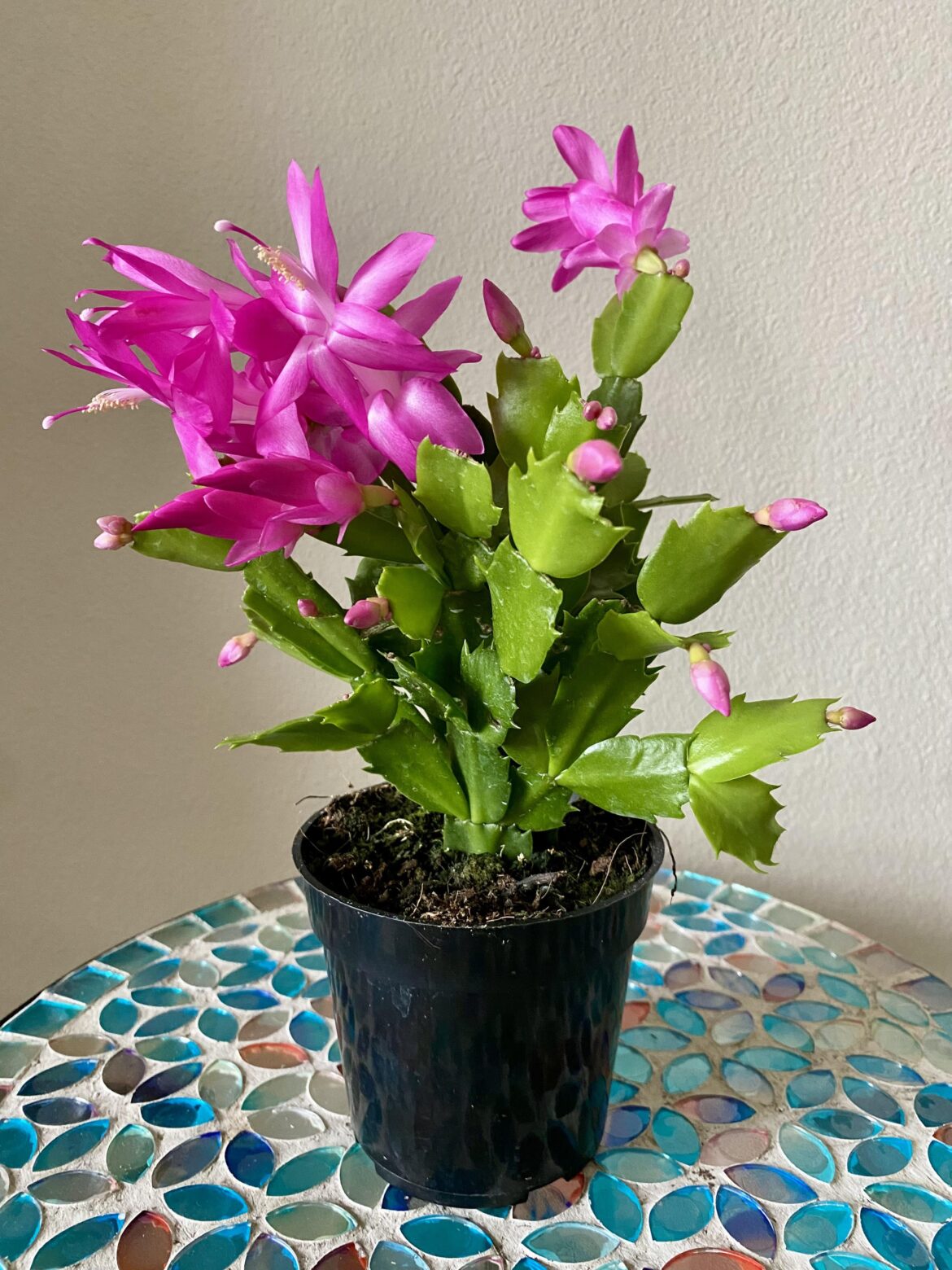 My new favorite plant