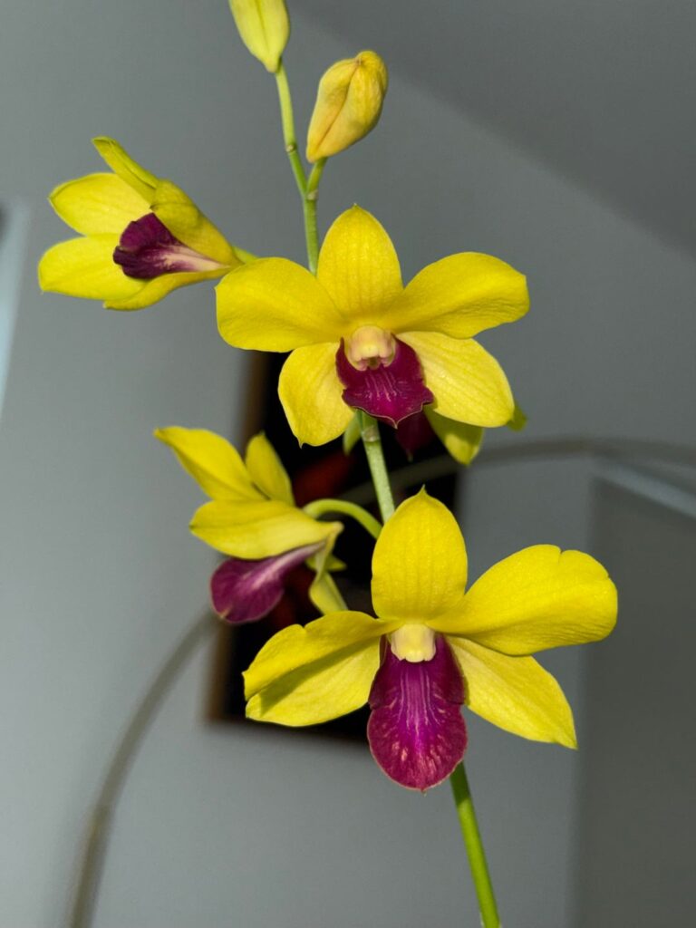 Some blooms this month