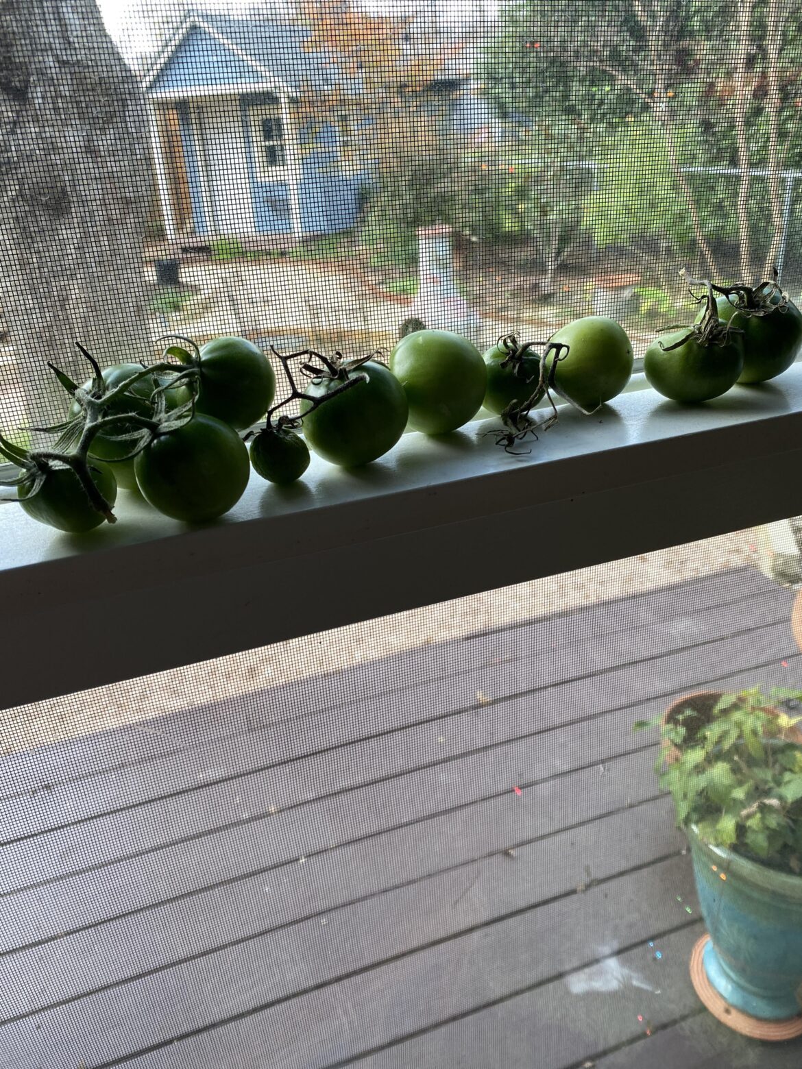 Tomatoes still not ripening