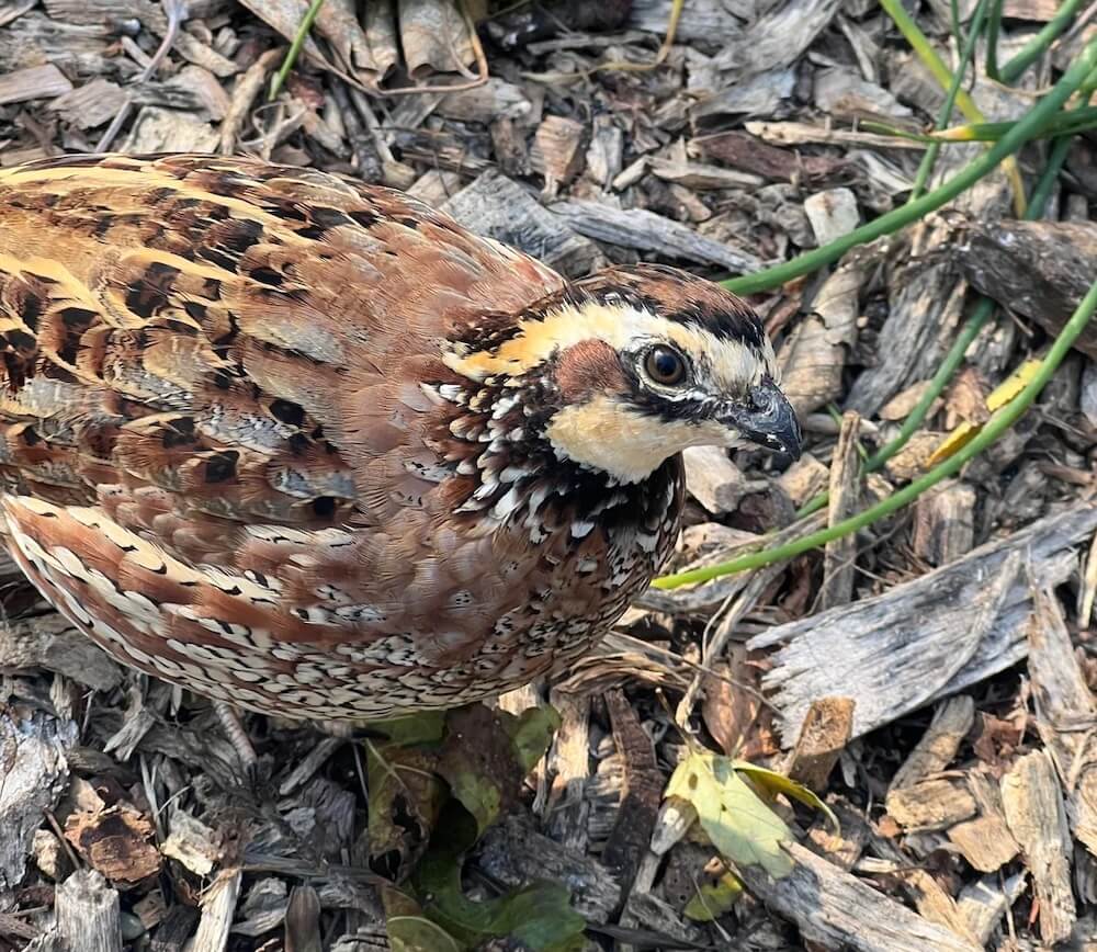 One Reddit user shared photos of a rare visitor in their Illinois yard: their "1st Northern Bobwhite."