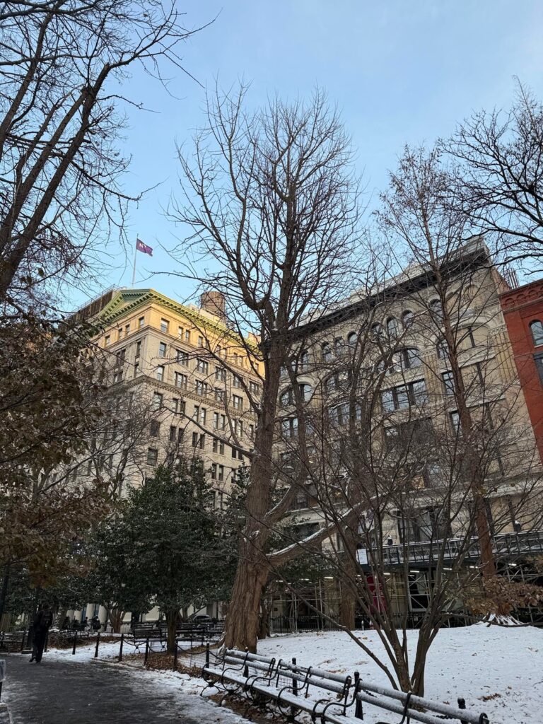 amazing specimen of a ginkgo with super cool trunk growth, possibly female (which would make it even more awesome) but i'm not completely sure