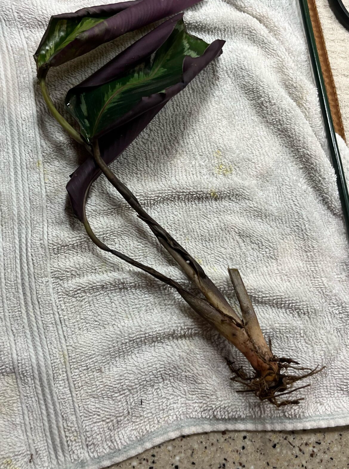 Help! Roseopicta/Calathea