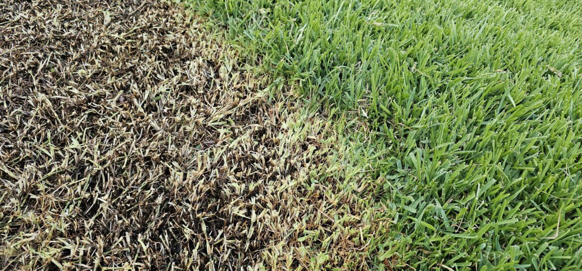 Brisbane, Australia - Grass was extremely sponge, first time low mow and scarrifer revealed this. Is it rotting?