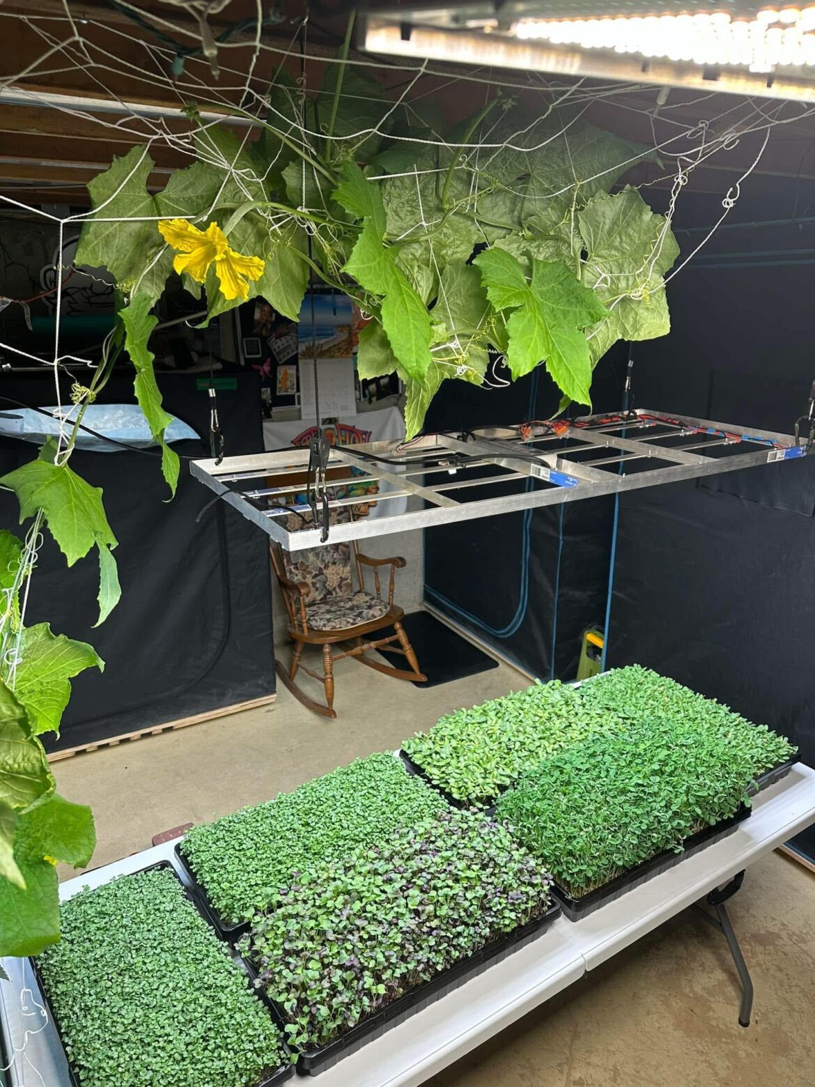 My house has been taken over my plant projects 🤭