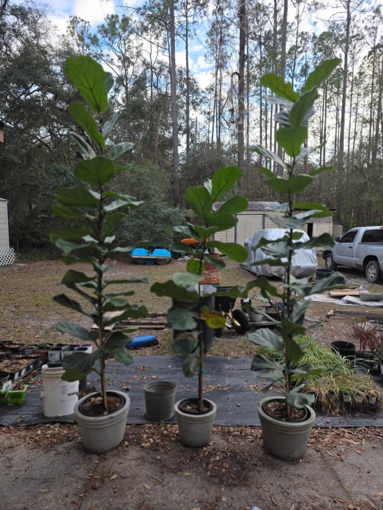 I took them out for sun yesterday